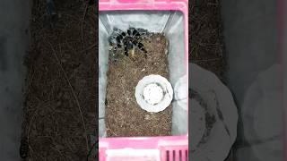 Grammostola Pulchripes exomatictv shorts subscribe tarantula like [upl. by Ydnar]