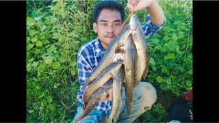 channa striata snakehead fishing 🎣 [upl. by Holly-Anne471]