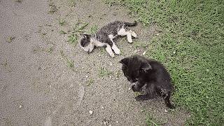 The badly wounded black cat guards its dead sister wailing for passersby to help [upl. by Tound]