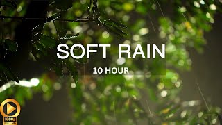 10 Hour  Serene Rainfall on a Soothing Tree Ambience  Insomnia  Study  Focus  Spa  Meditation [upl. by Ardnohs]