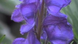 Aconitum napellus monkshood a poisonous beauty [upl. by Harifaz305]