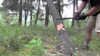 Busse Combat Gladius vs Douglas Fir [upl. by Ahtoelc338]