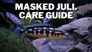 How to Care for Masked Juli Cichlids  Care and Breeding Guide Julidichromis Transcriptus [upl. by Islaen]