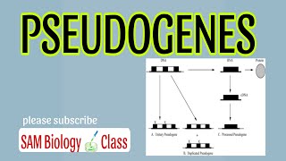 PSEUDOGENES SAM BIOLOGY CLASS [upl. by Nnaeiluj716]