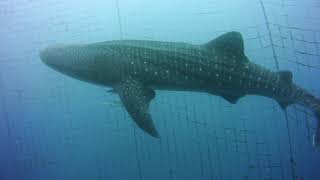 Giant Whale Shark at Okinawa Churaumi Aquarium [upl. by Stevenson]