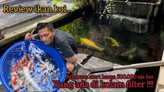 REVIEW IKAN KOI YANG ADA DIKOLAM FILTER JUMBOAN START HARGA 500000 AJA BOLO [upl. by Karrah]