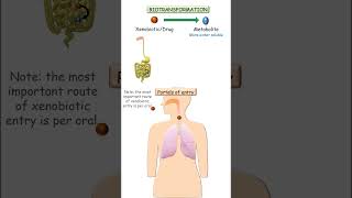 Sites of biotransformation pharmacokinetics pharmacology pharmacy [upl. by Atkinson]