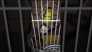 Baggies parrots youtubeshorts [upl. by Win]