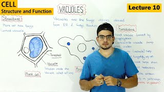 Vacuole Structure and function  Video 10 [upl. by Yi]