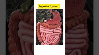 Human digestive system❤️ humanbody digestion anatomy animation ytshorts [upl. by Erfert]