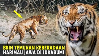 RESMI Harimau Jawa Ditemukan di Hutan Sukabumi BRIN Berhasil Menemukan Harimau Jawa [upl. by Atiram644]