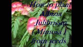 How to plant Albizia Julibrissin from seed Mimosa treeكيف تزرع بذور [upl. by Ydnamron]