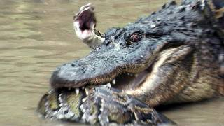 Python vs Alligator 13  Real Fight  Python attacks Alligator [upl. by Ardnuahsal648]