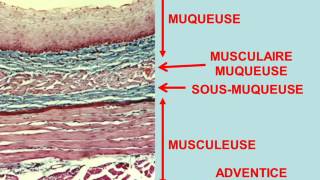 histologie digestive partie 1 [upl. by Hnib]