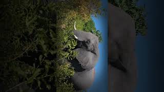 Biggest Mass Extinction On Earth The Great Dying shorts viralshorts history [upl. by Harlin]