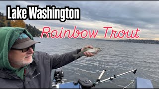 Lake Washington Rainbow Trout  Nov 9 2024 [upl. by Philo]