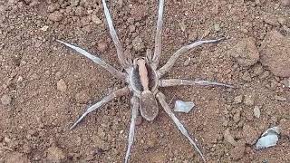 Up Close with a Wolf Spider  Incredible Macro Footage [upl. by Chelsie]