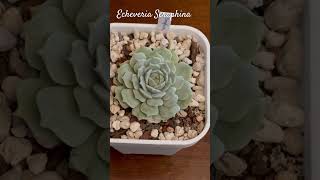 Echeveria Seraphina [upl. by Enirhtak]