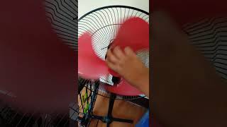 Broken 16 inch mitsu tech stand fan unknown model [upl. by Telracs]