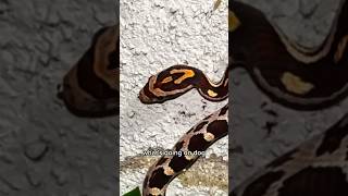 Didn’t know corn snakes are that chill 🐍 [upl. by Tsugua]