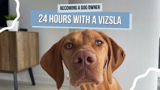 What Its Actually Like Owning a Vizsla  Spend the Day With Willa [upl. by Abbate]