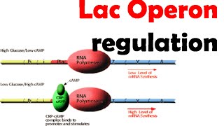 Lac operon regulation [upl. by Shira]