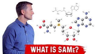 What is SAMe SAdenosylMethionine Explained By Dr Berg [upl. by Witty606]