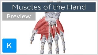 Muscles of the Hand preview  Human Anatomy  Kenhub [upl. by Droffig]