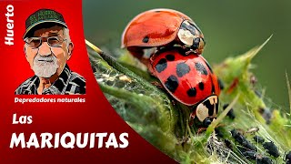 𝗟𝗔𝗦 𝗠𝗔𝗥𝗜𝗤𝗨𝗜𝗧𝗔𝗦 O CATARINAS el mejor remedio contra la plaga de pulgones [upl. by Sneed]