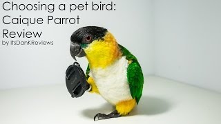 Choosing a Pet Bird  Caique Parrot Review [upl. by Agnot]