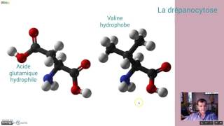 Les causes de la drépanocytose [upl. by Grieve]