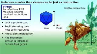 Prions and Viroids [upl. by Navoj]