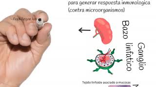 Órganos Linfoides Inmunología 3 [upl. by Liagabba507]