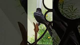 Drongo bird spotted [upl. by Syla873]