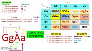 CÓMO DETERMINAR LAS COMBINACIONES DE GAMETOS [upl. by Annekahs]