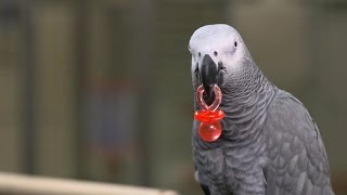 Can a parrot serve as witness in murder trial [upl. by Sula916]