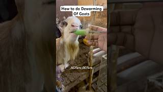 Deworming of Goats hsfarm deworming goat bakrafarm 03091485255 babyanimalslist [upl. by Aelem]