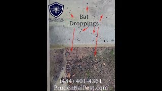 Bat or Rodent Droppings [upl. by Llenaej868]