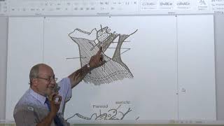 Anatomy of head amp neck 46  Sternomastoid and posterior triangle   by Dr Wahdan [upl. by Lenna874]