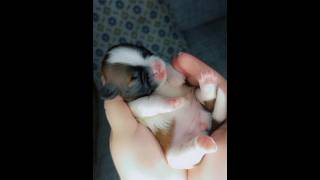 New Born Shih Tzu cute adorable puppy dogbaby [upl. by Eras]