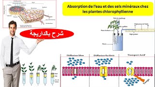 Absorption de leau et des sels minéraux chez les plantes chlorophyllienne ملخص الدرس [upl. by Eimmis]