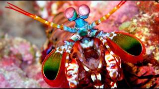 Big Mantis Shrimp in a Marine Refugium [upl. by Leta]