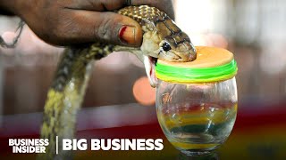 How Antivenom Is Made During A Global Shortage  Big Business  Business Insider [upl. by Naltiak]