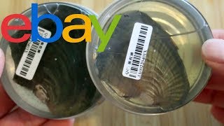 Opening an eBay pearl oyster [upl. by Helgeson]