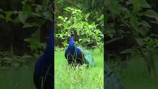 A Peacock Peacocking for peahens peacock viralvideo shorts [upl. by Haig]