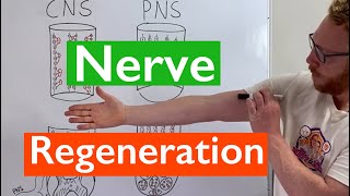 Nerve Regeneration  Spinal Cord vs Peripheral Nerves [upl. by Leorsiy]