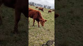 VACA 🐮 CURIOSA Capturamos la reacción de una vaca al ver un gato en nuestra quinta verde [upl. by Olegnaid]