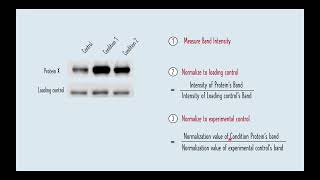 Quantification of Protein Bands using ImageJ for beginners  Western Blot Protein Quantification [upl. by Odo359]