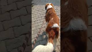 Walking style of Bruno  Dog Walk  St Bernard  dogwalk catwalk viral doglover yt ytshorts [upl. by Ealasaid]