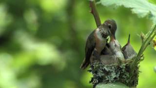 Rufous Hummingbird Nest [upl. by Ttayh]